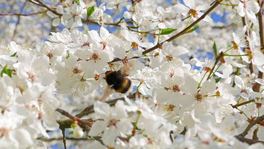 梨花上采蜜的蜜蜂视频素材模板下载