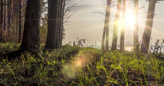 夏季野生森林湖岸树木景观延时摄影