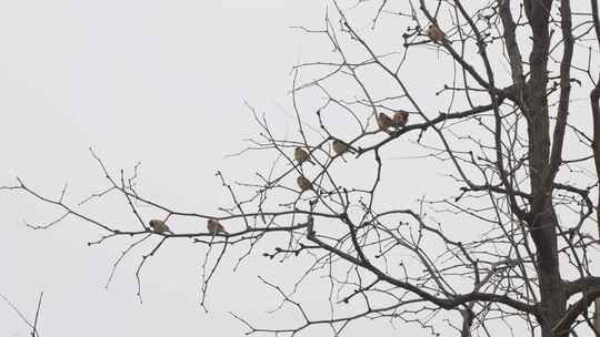 冬天树枝上的麻雀