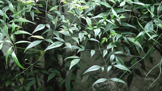 无锡锡惠公园内的植物盆景特写