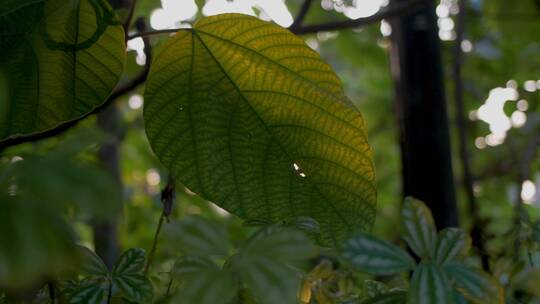 树叶阳光阳光透过树叶 树叶纹理特写镜头