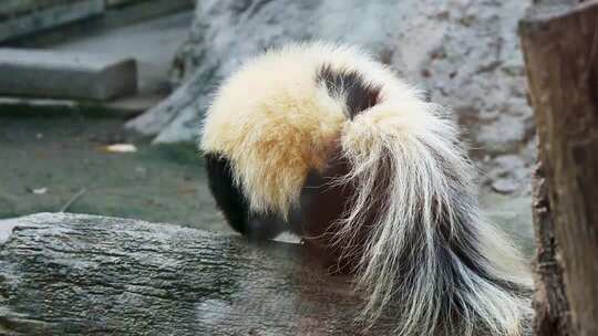 臭鼬在木头上活动的实拍素材