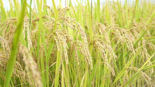 稻田稻谷稻穗