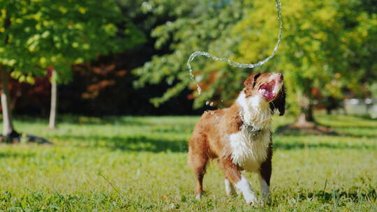 狗狗在草地上和水流玩耍