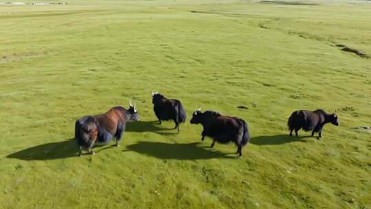 藏区草原上的藏羚羊与牦牛自然风光