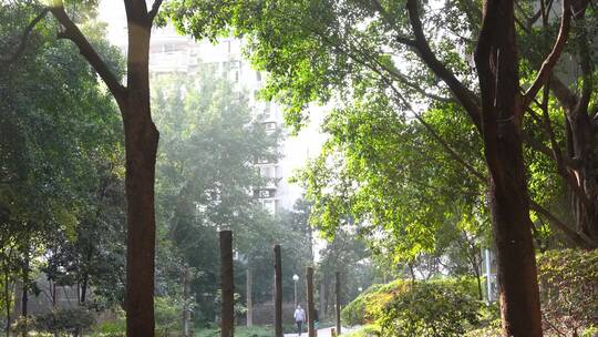 4K早晨阳光穿过森林照射社区道路