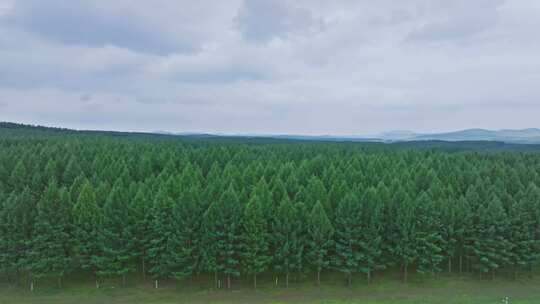 航拍自然森林