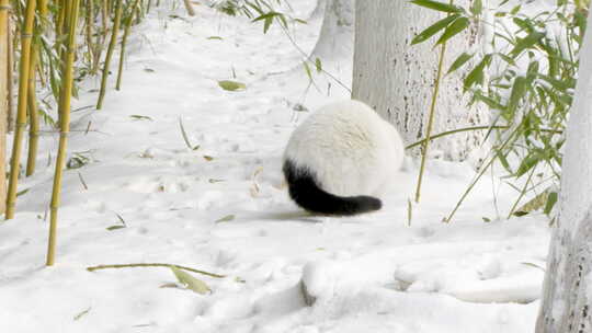 冬天白猫在雪地上行走张望