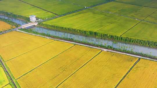 江南新农村秋天稻田航拍生态土地