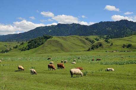 门源油菜花 悠扬 轻柔 温情 笛子 扎