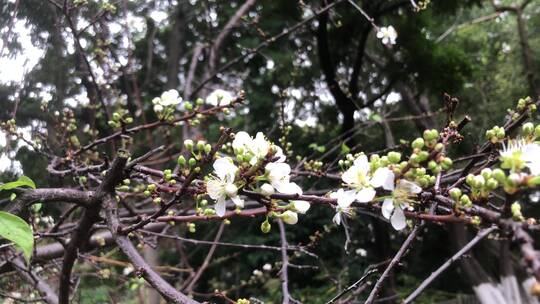 李子花开