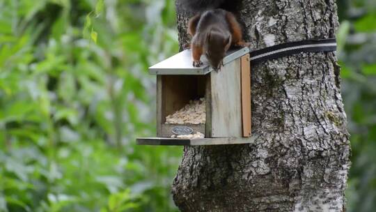 松鼠在树干的食器吃东西