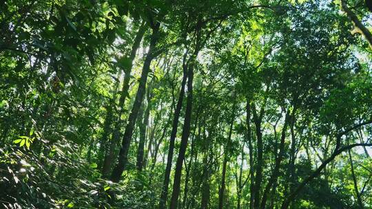 阳光穿过森林树木茂密丛林绿色自然风景