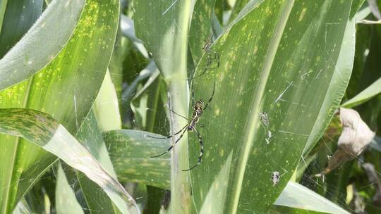 玉米地里的大蜘蛛结网视频素材模板下载
