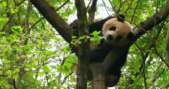 可爱的国宝大熊猫树上睡觉