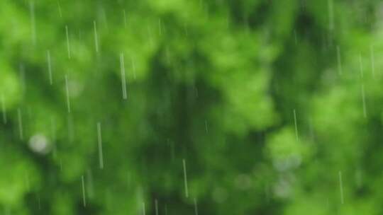 升格拍摄梅雨季节唯美雨景雨珠特写