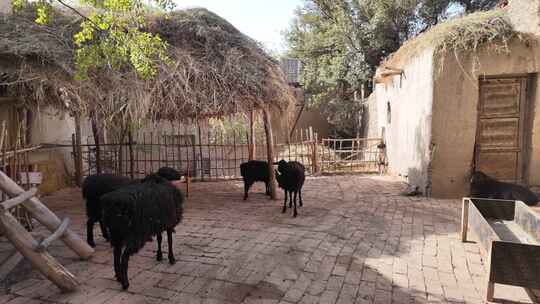 农舍院子里的黑绵羊