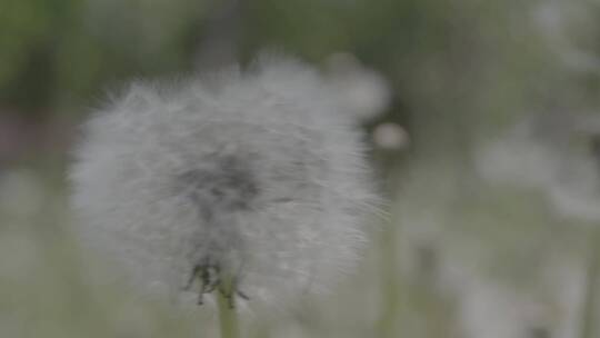 野花野草蒲公英LOG