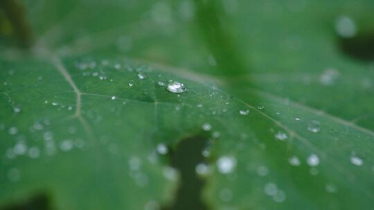 树叶上的雨露