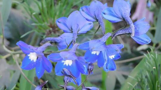 高清实拍蓝色的花