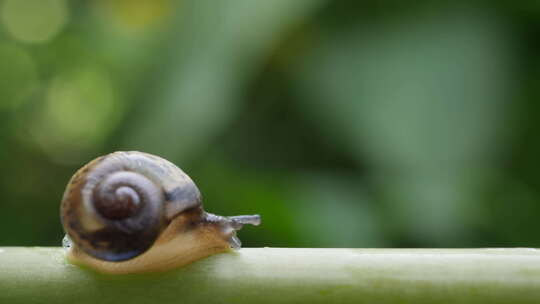 蜗牛特写正在爬行的蜗牛