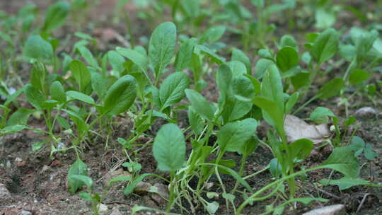 菜地里蔬菜种植实拍