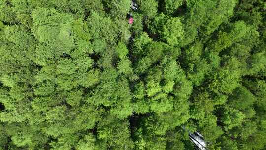 4K航拍浙江杭州临安青山湖水上森林