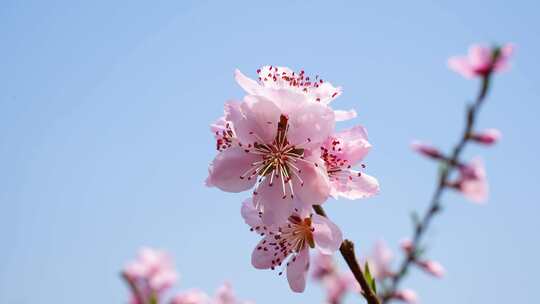 春天阳光唯美小清新花花开花桃花立春桃花