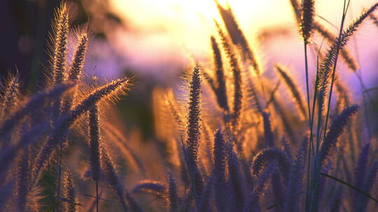 逆光下的风景 狗尾巴草