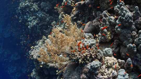 鱼类，水下，海洋生物，海洋生物