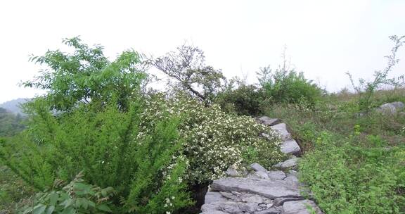 荒山野岭