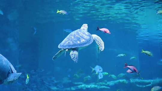 大型水族馆里海龟游泳追踪视角跟拍