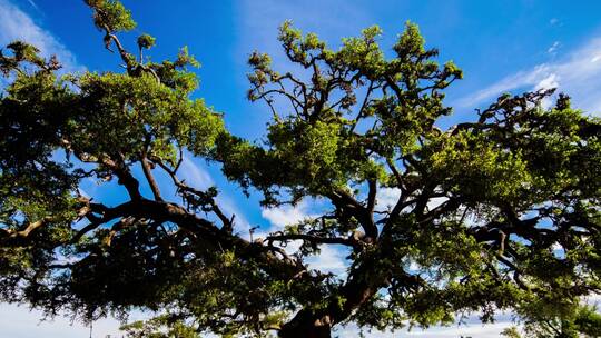 稀树大草原上的一棵巨大的艾尔干树