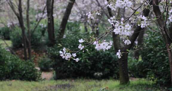 美丽樱花特写