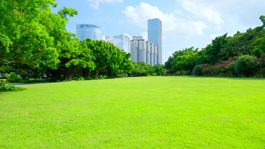 公园 树林 森林 草坪 草地 绿地 榕树