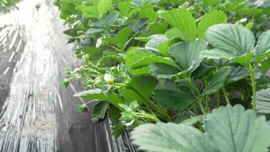 草莓园 农田 农业作物 水果 绿色植物 温室