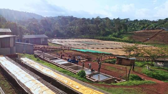 非洲咖啡豆种植园视频