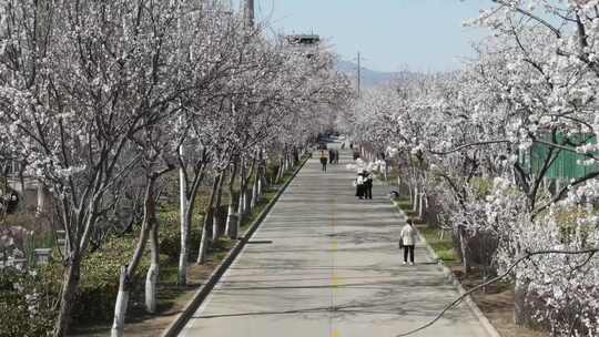 路边山桃花航拍