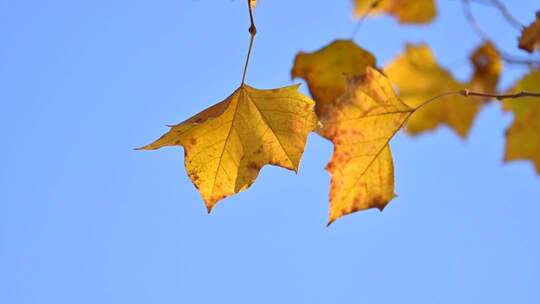 深秋枝头的黄叶