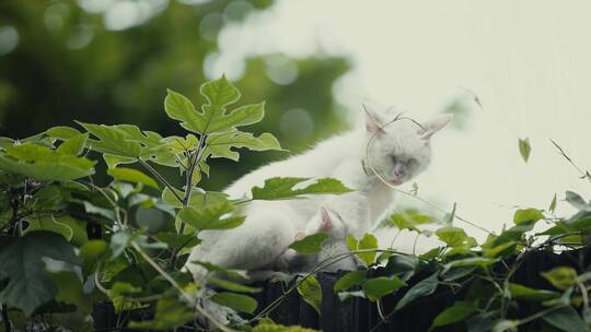 4k拍摄墙头上优雅的猫