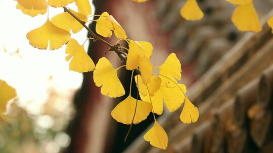 秋天中式庭院里金黄的银杏树