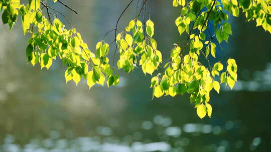 风吹树叶自然绿色唯美生态