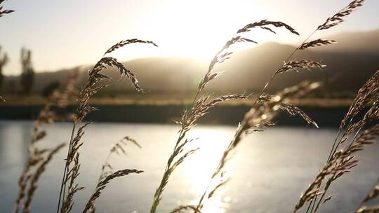 阳光照射河边的草