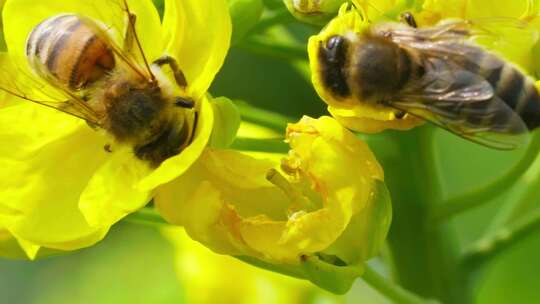 微距特写两只蜜蜂采蜜春天田野