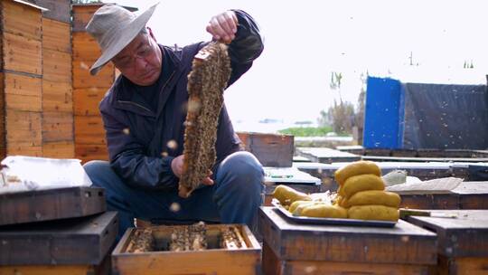 养蜂人在养蜂场工作喂养蜜蜂花粉视频素材模板下载