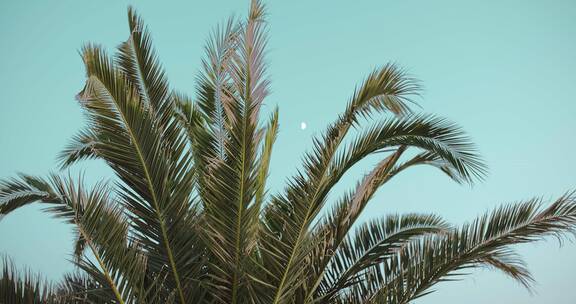 天空下的棕榈树特写