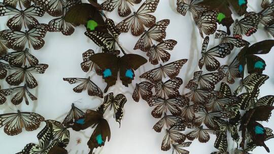 一群好看的美丽蝴蝶标本