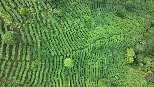 俯拍茶园风光