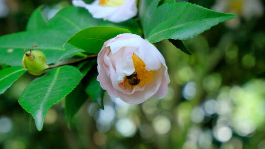 花园蜜蜂飞舞采蜜 山茶花