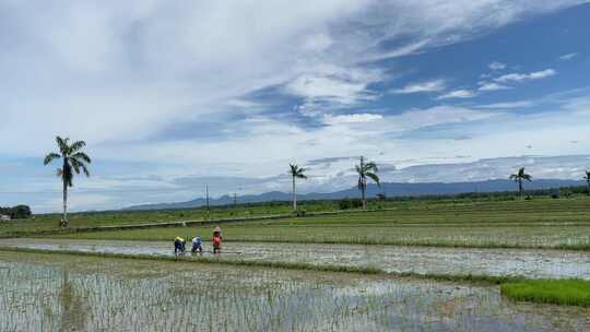 印度尼西亚日惹多云的稻田里种植水稻的亚洲农民